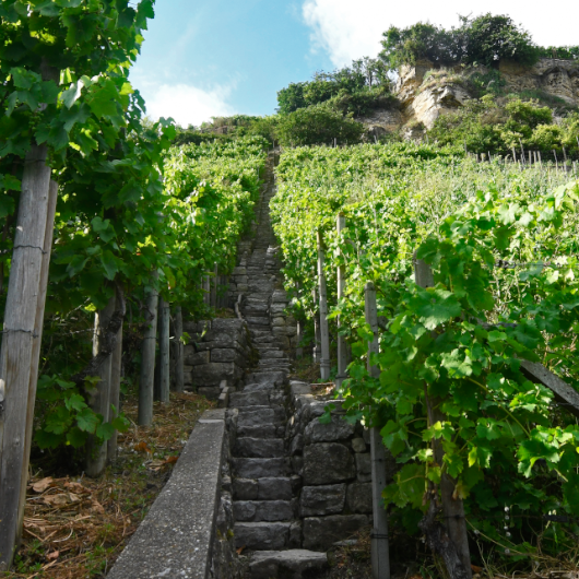 Zu sehen ist ein Weinberg mit einer Treppe.