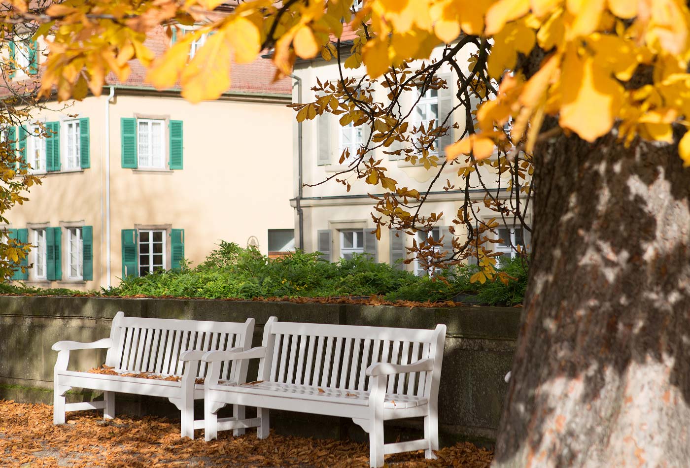 Blick auf zwei Bänke, die neben einem Baum mit gelbgefärbten Blättern stehen.