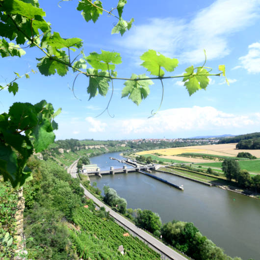 Blick auf den Neckar, gesäumt von grünen Wiesen und Weinbergen.