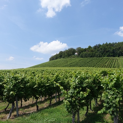 Blick auf die Weinfelder des Lemberg