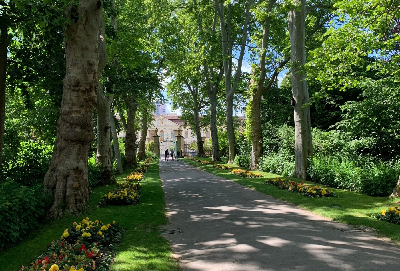 ein schattiger Weg unter hohen Bäumen im Blühenden Barock, im Hintergrund das  Residenzschloss