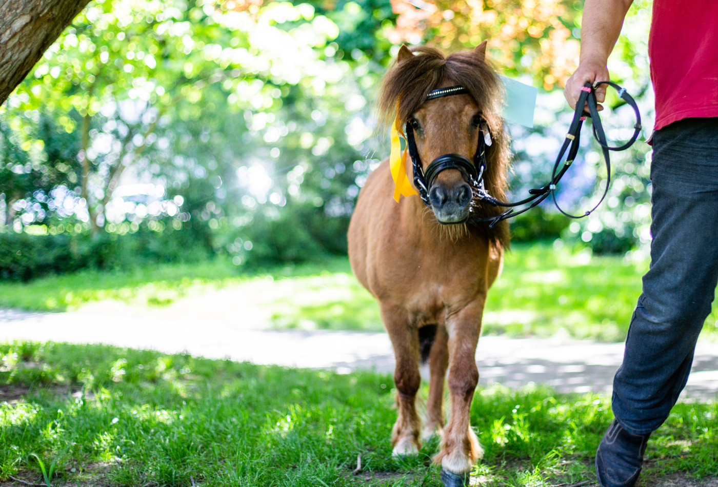 Ein Pony wird an der Leine geführt