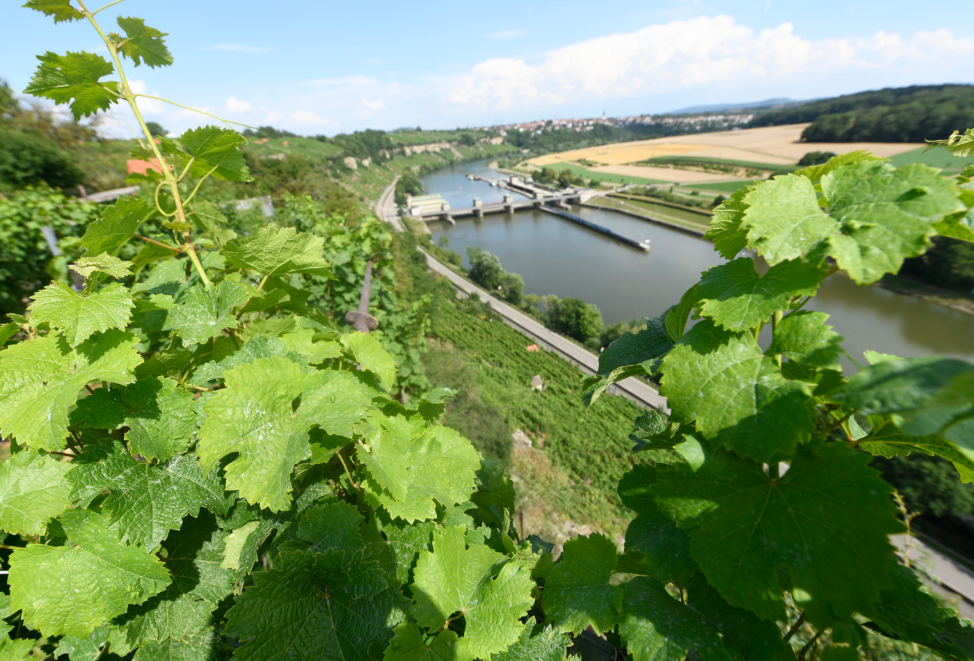 Blick über den Neckar