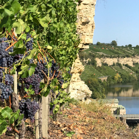 Im Vordergrund sieht man Weintrauben, die an Weinreben hängen, im Hintergrund blickt man auf die Steillagen und den Neckar