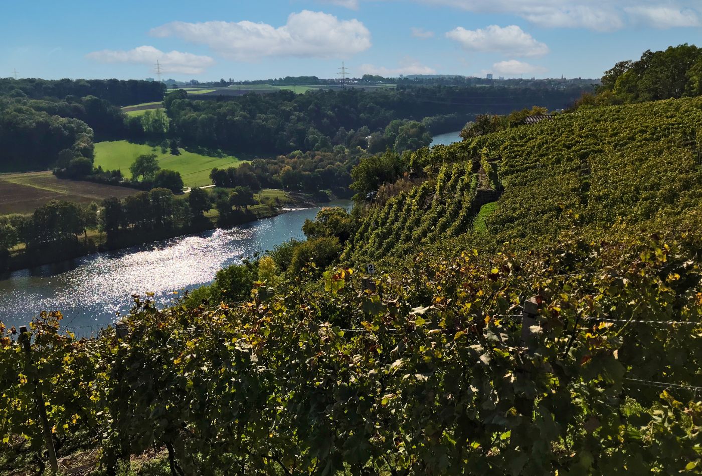 Blick über grüne Weinreben auf den Neckar bei Ludwigsburg