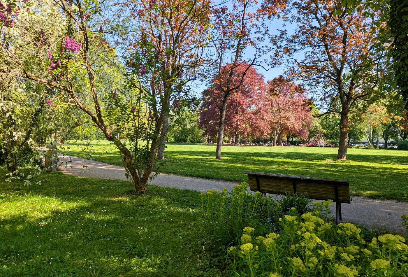 Blick auf die Bärenwiese, im Vordergrund eine Bank und gelbe Blumen