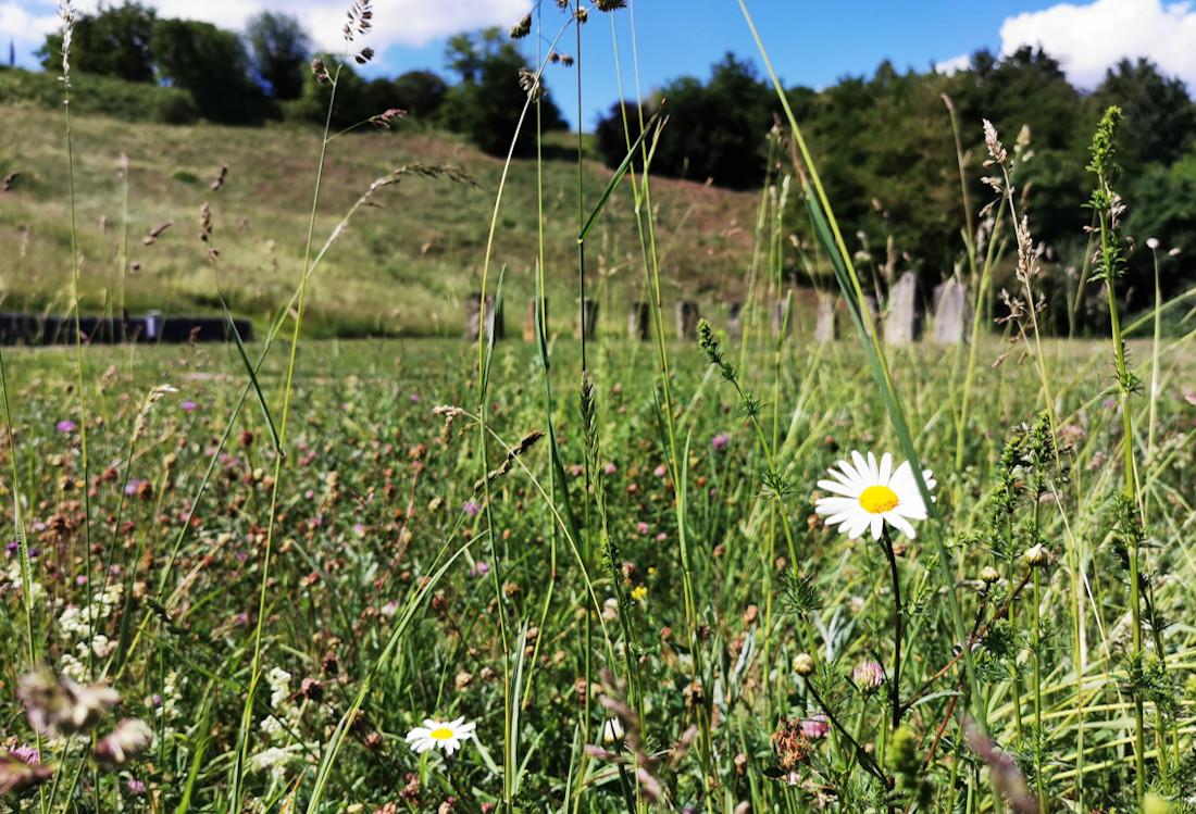 Blick durch Gänseblümchen auf den Hungerberg im Hintergrund.