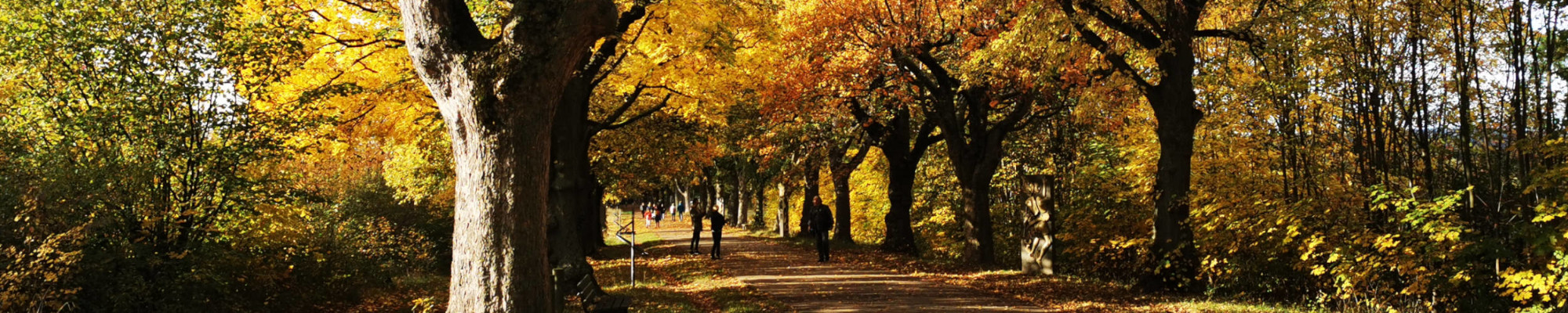 Waldweg im Herbst mit orangenen Bäumen.