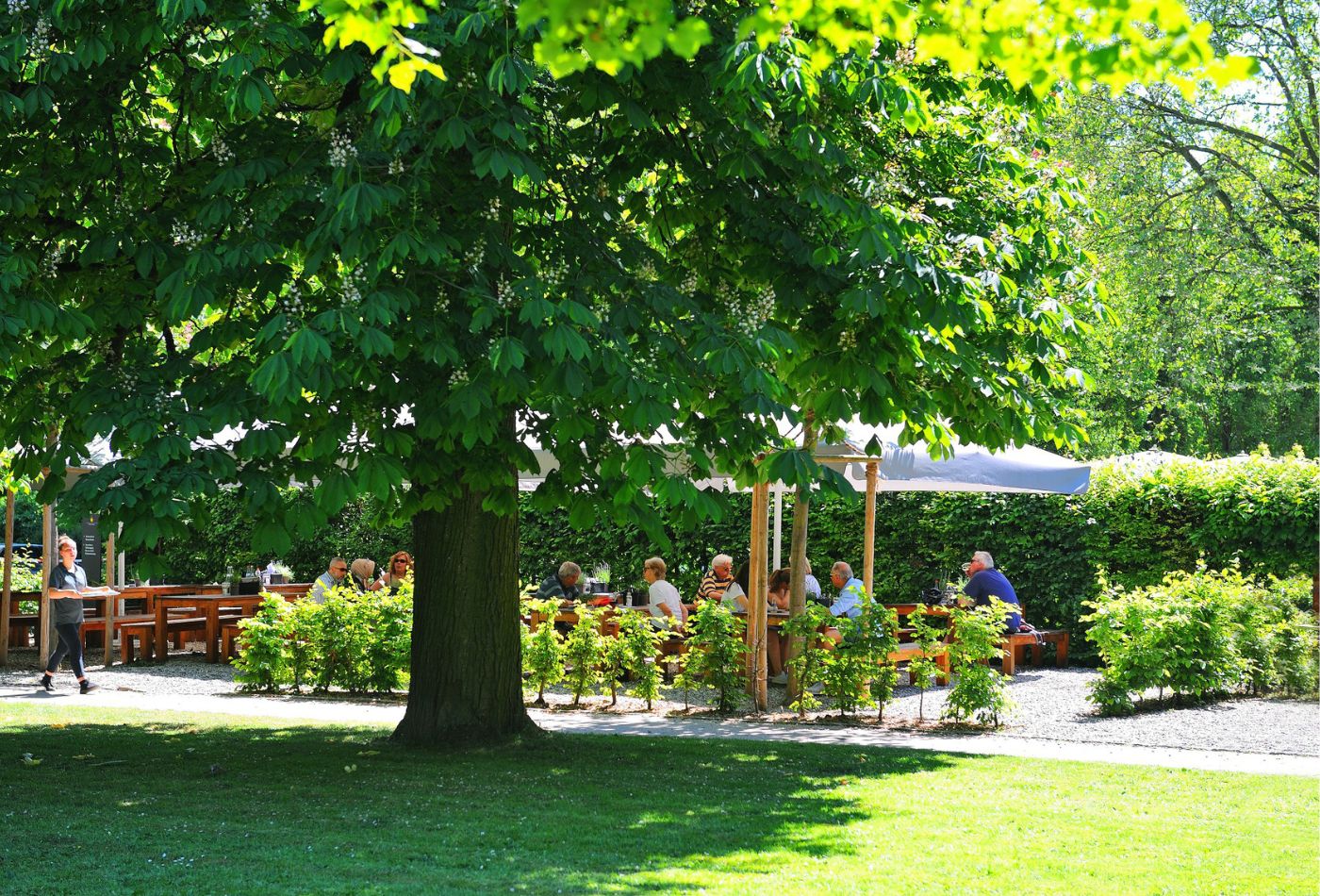 Blick auf einen großen, schattenspendenden Baum, dahinter eine Terrasse mit großen Sonnenschirmen